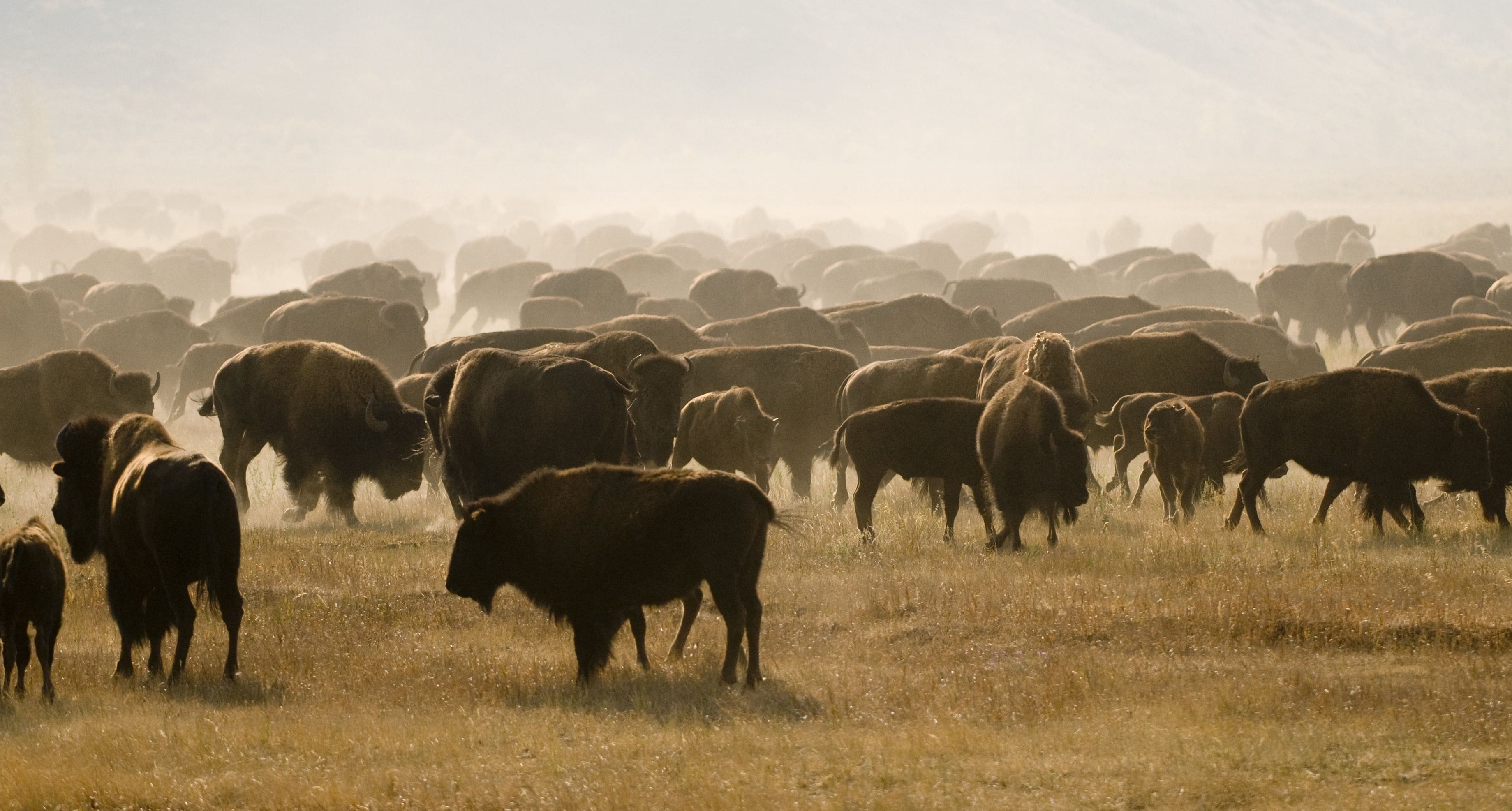 Un grupo de bisontes en un campo cubierto de hierba.