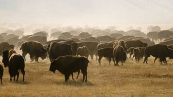 Un grupo de bisontes en un campo cubierto de hierba.