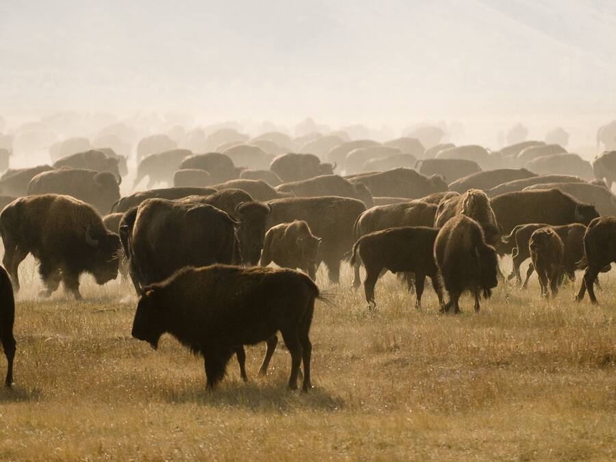 Un grupo de bisontes en un campo cubierto de hierba.