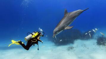A diver with a scuba tank swimming near a dolphin and other fish in clear blue water.