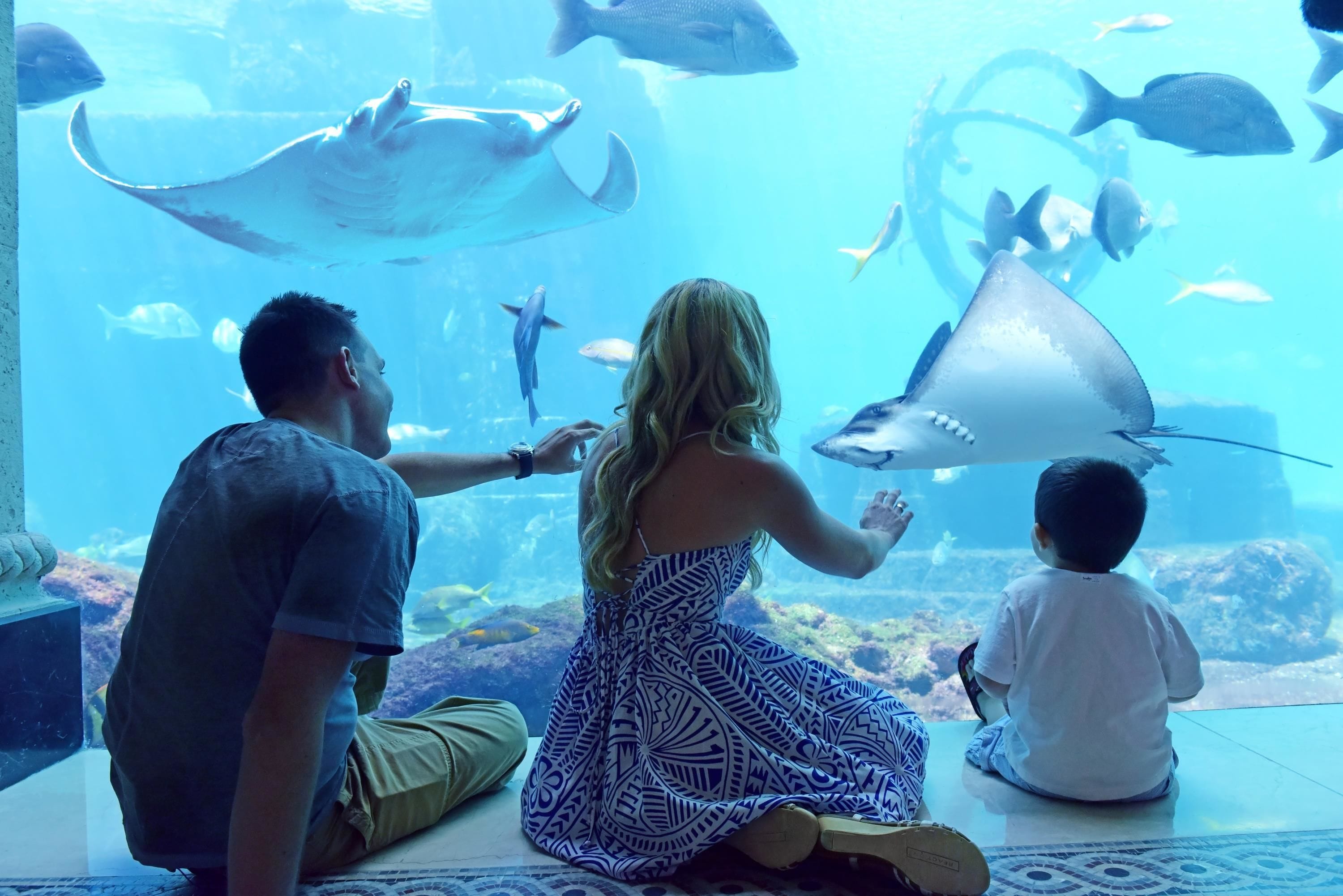Un aquarium où l’on peut observer différentes espèces de la vie marine à travers la vitre.