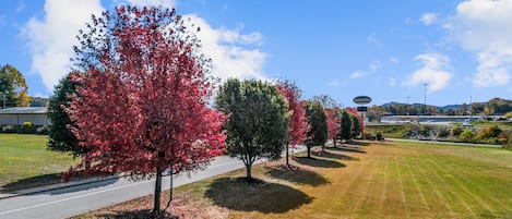 A roadside view with a row of trees, a road, and a sign for 'Mountain Inn & Suites'.