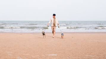 Une personne promène deux chiens sur une plage de sable, avec l’océan en arrière-plan.