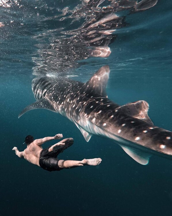 A person swimming with a large whale shark in clear blue water.