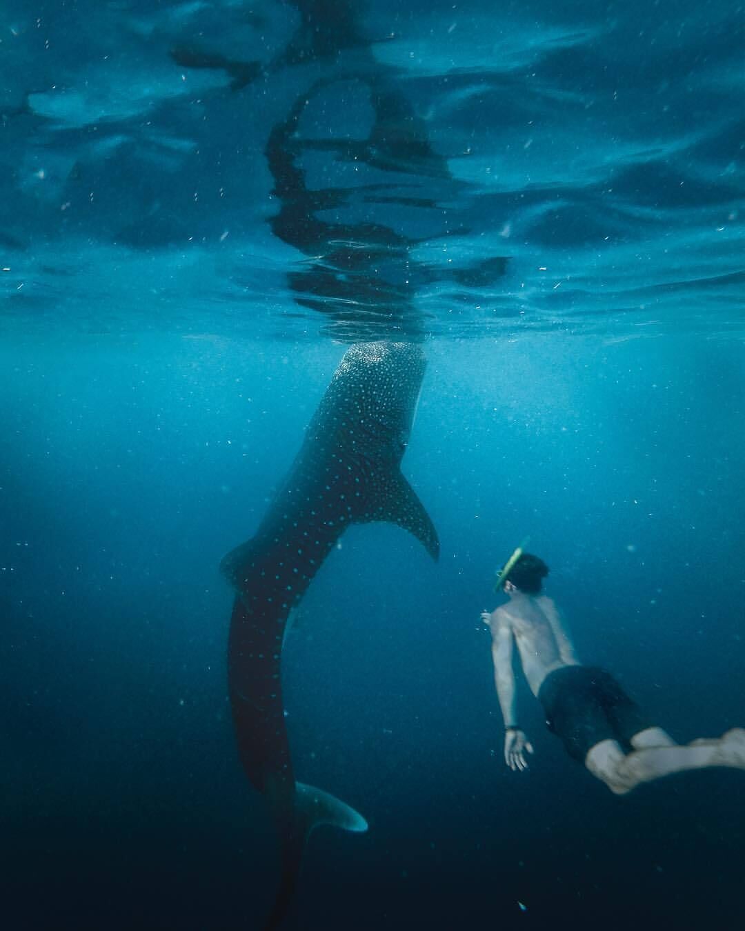 A person swimming underwater with a whale shark.