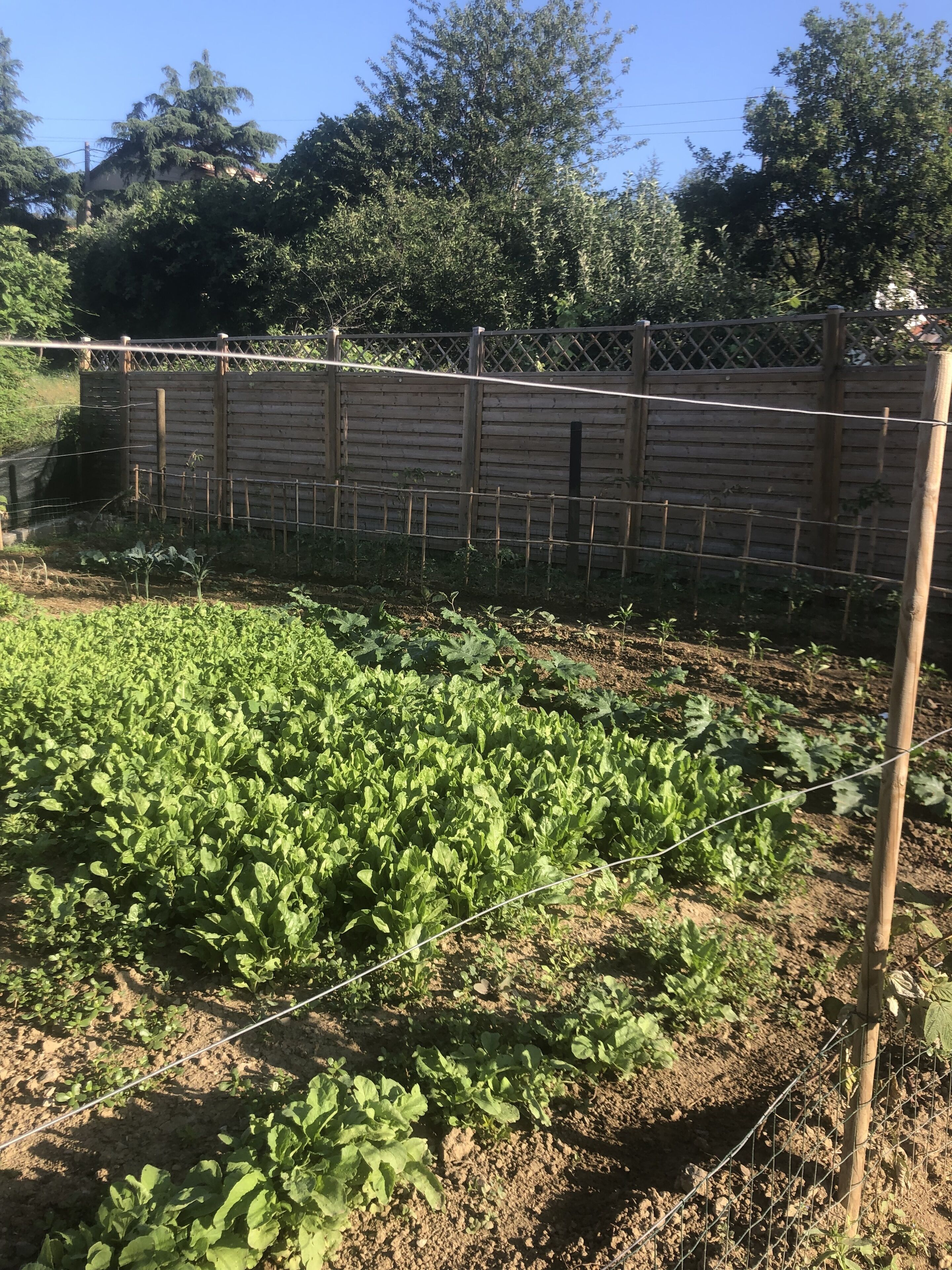 Un jardín con cerca de madera y cerca de alambre.