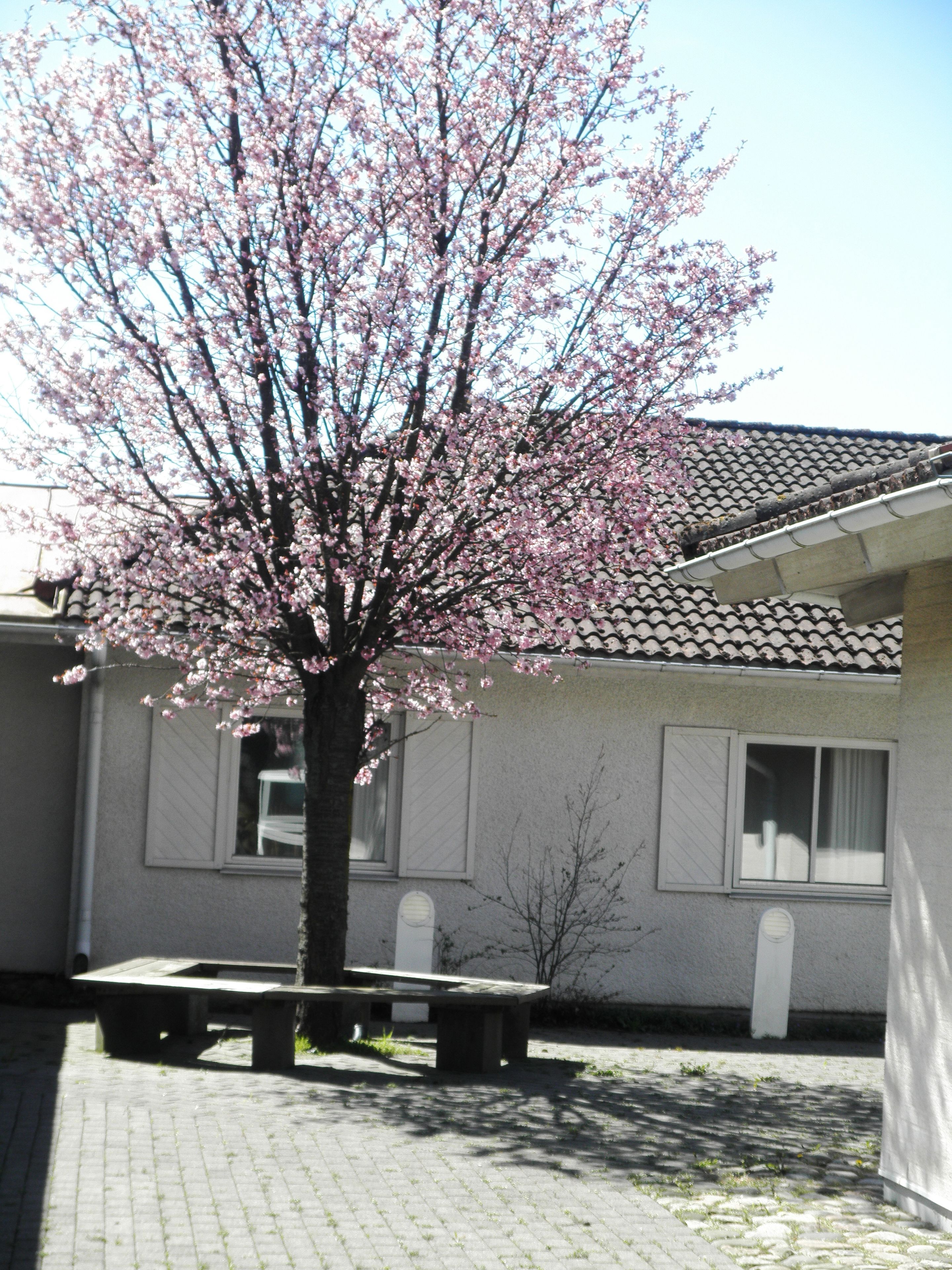 A building with a tiled roof and a tree with pink blossoms in front.