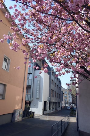 Une rue étroite en milieu urbain, bordée de cerisiers en fleurs aux pétales roses, un bâtiment portant l’inscription « SPENER HALLS », et un ciel d’un bleu limpide.