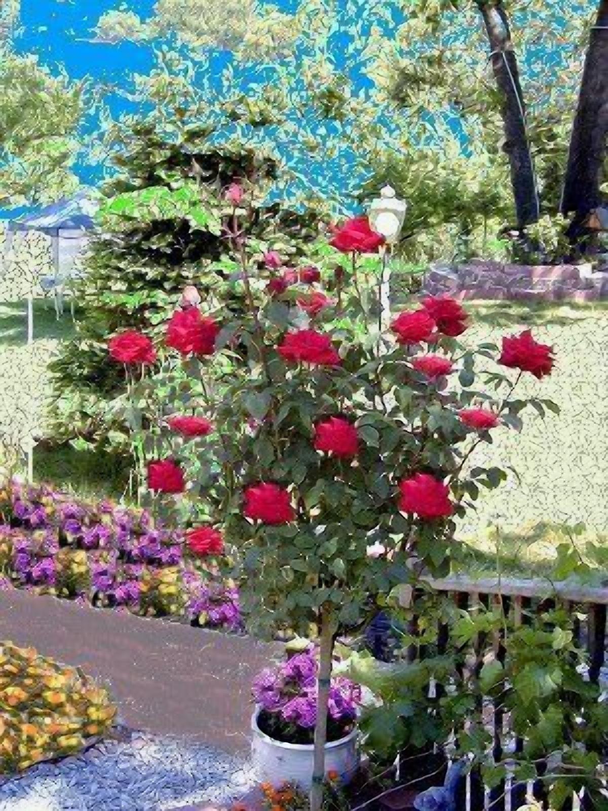 A garden with a variety of plants and flowers, including a prominent red rose bush.