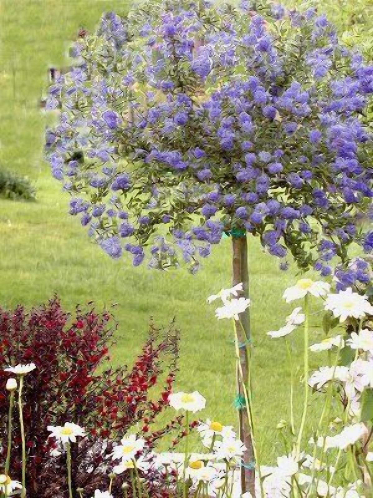 En have med et varieret udvalg af blomster, herunder lilla blomster og hvide margueritter, samt en trækonstruktion.