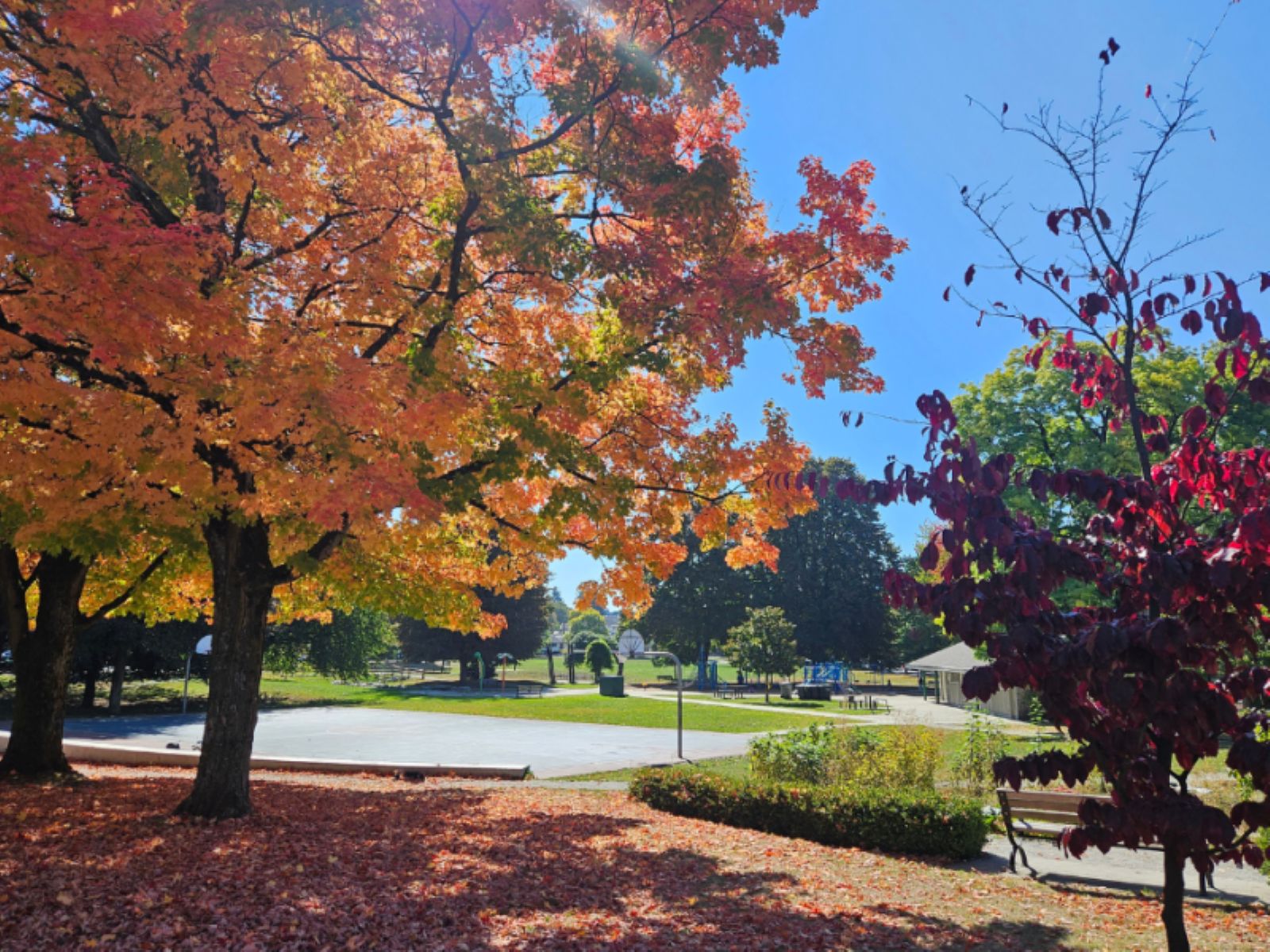 A park with trees displaying autumn foliage, a paved walkway, and a bench.