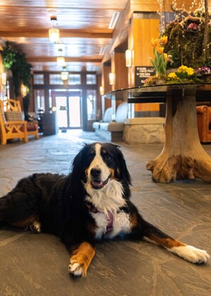 A dog lying on a stone floor in a lobby with wooden furniture and a glass-top table with flowers. - Nita Lake Lodge (Whistler)