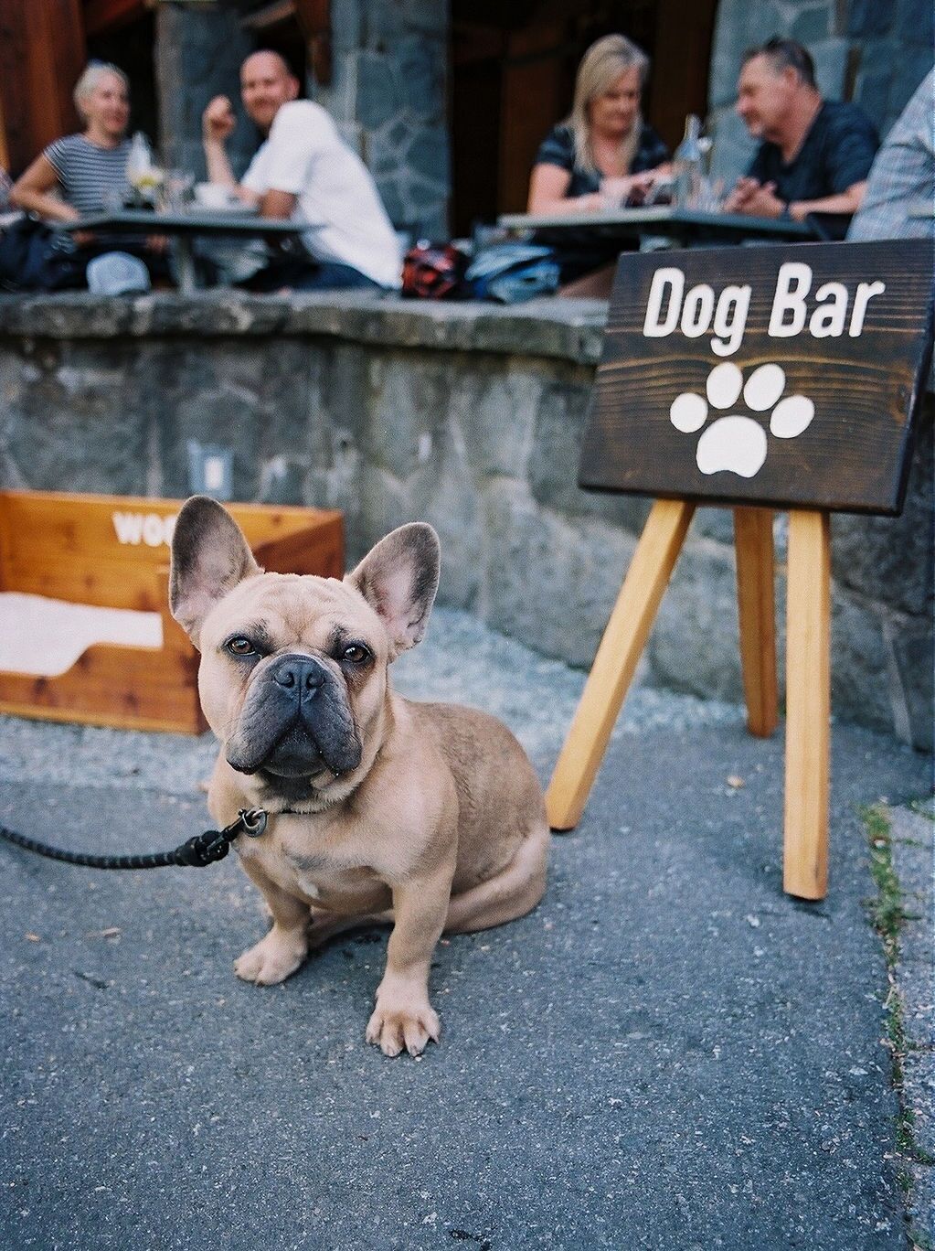 pet-friendly amenities