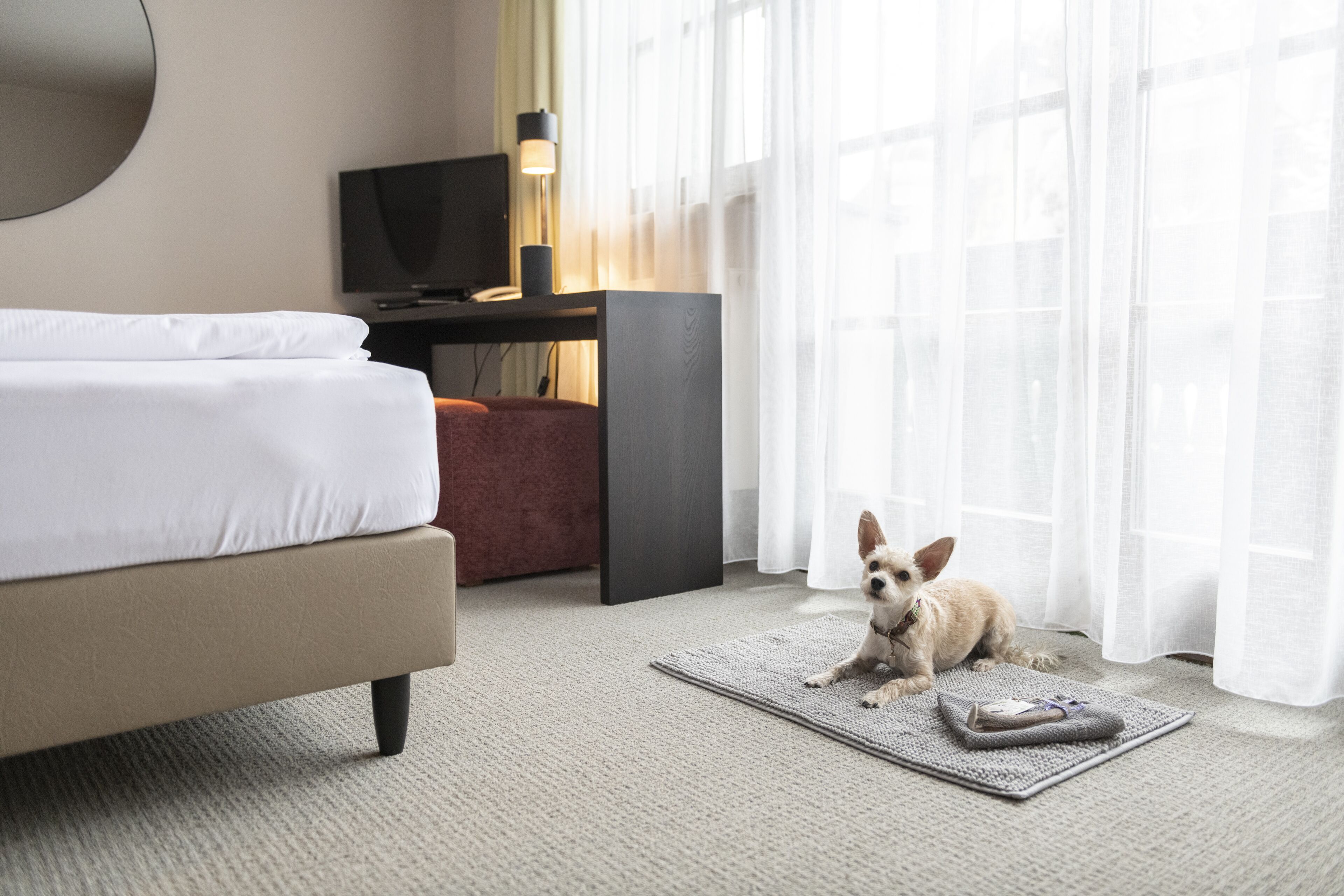 A hotel room with a bed, a desk with a television, a rug, and a small dog.