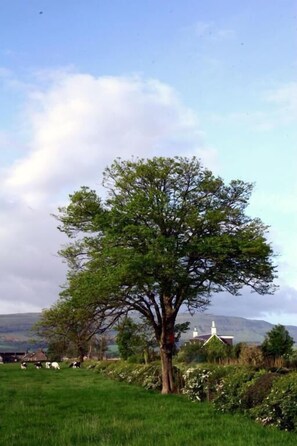 Exterior - Hillview Cottage (Stirling)