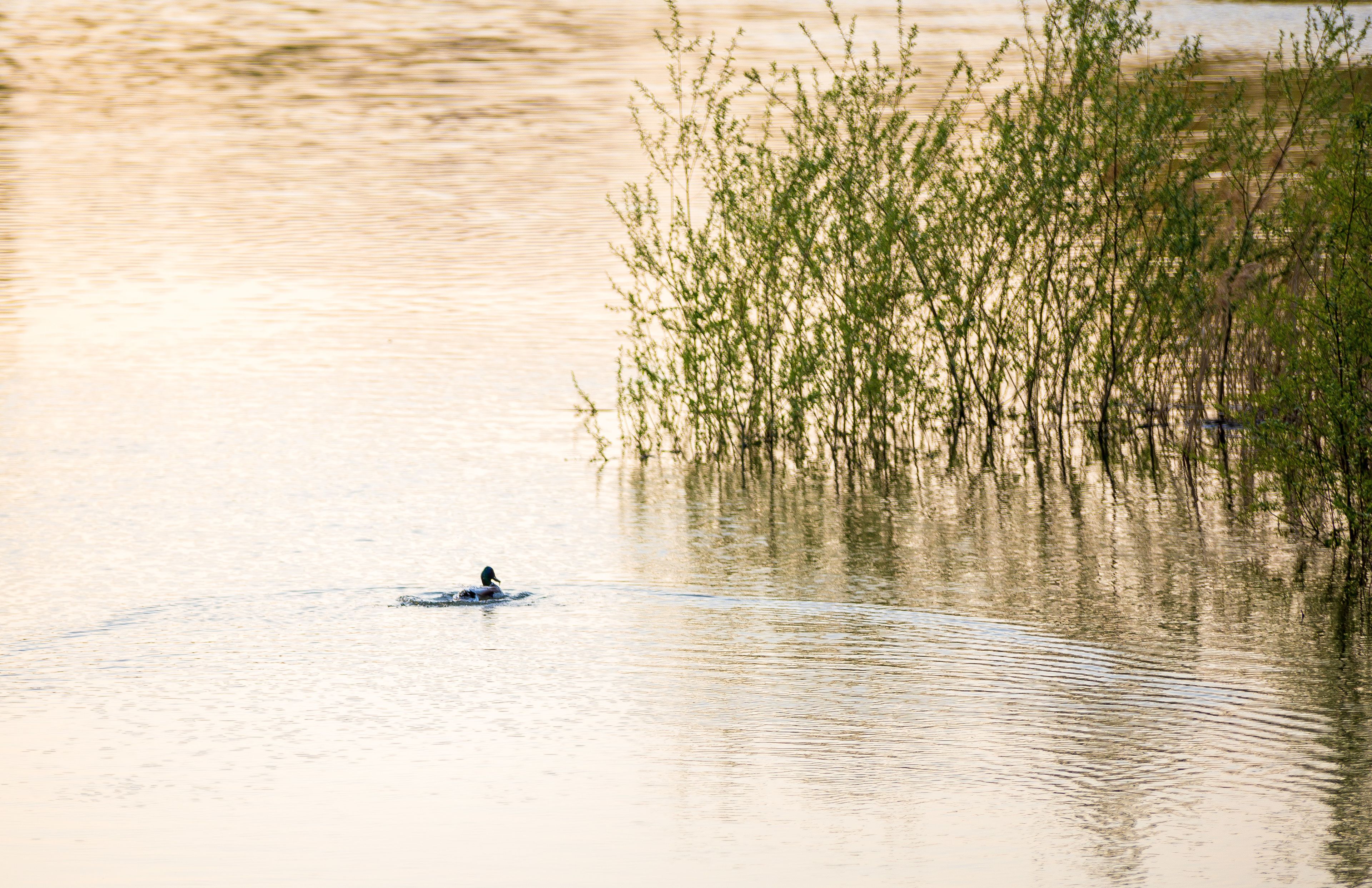 A calm body of water with a person swimming and reeds in the background.