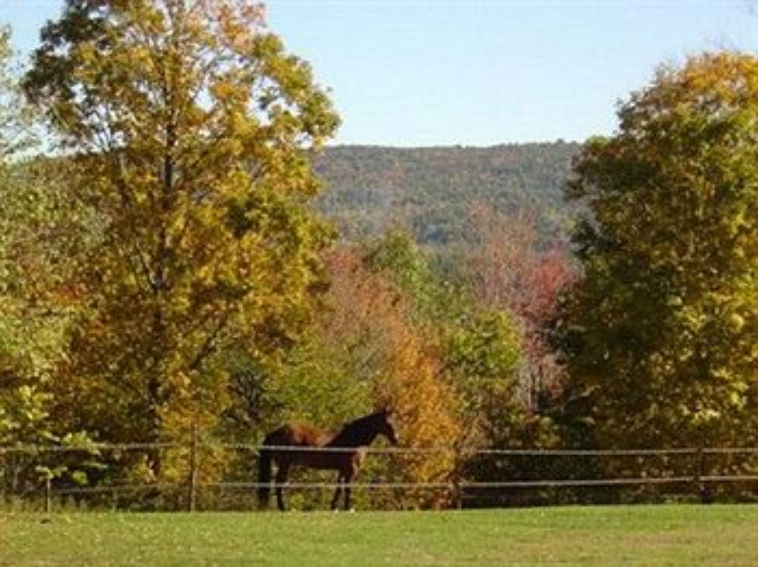 Ein Pferd auf einer eingezäunten Weide, im Hintergrund Bäume.
