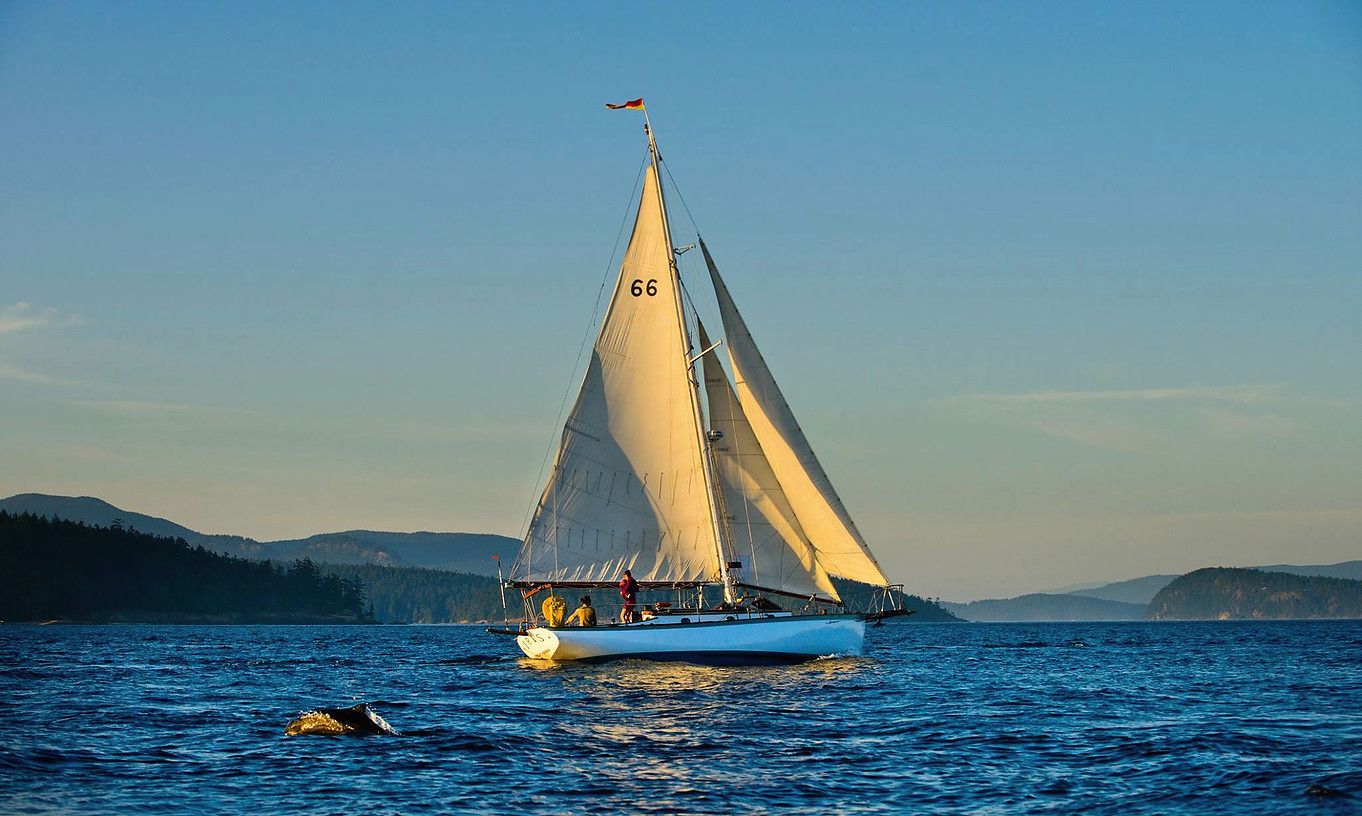 Un voilier portant le numéro 66 sur sa voile, naviguant sur une étendue d’eau, avec une côte boisée en arrière-plan.