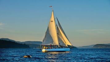 Un voilier portant le numéro 66 sur sa voile, naviguant sur une étendue d’eau, avec une côte boisée en arrière-plan.