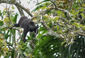 A gorilla in a natural setting with dense foliage and branches. - Black Orchid Resort (Burrell Boom)