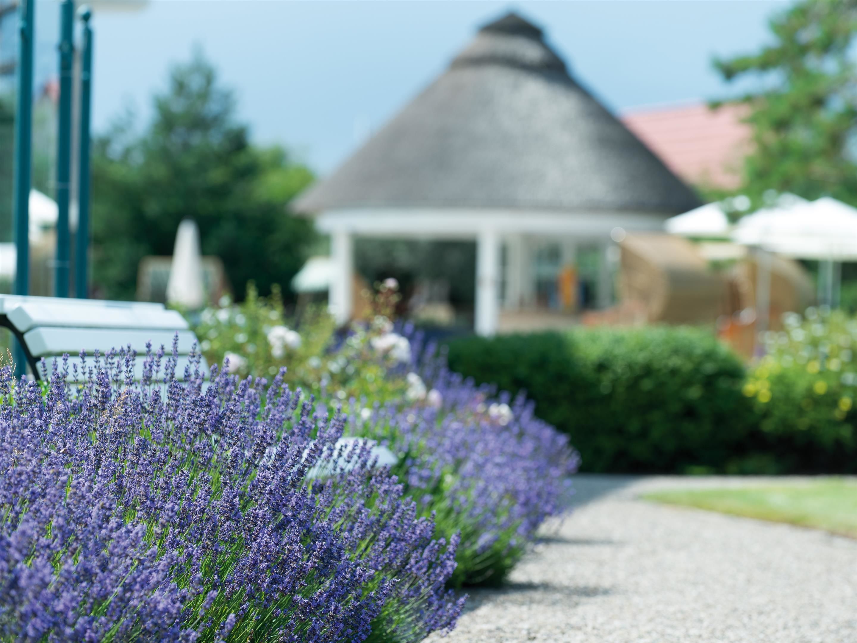 A pathway lined with lavender bushes leading to a gazebo with a thatched roof.