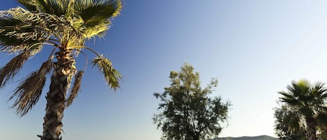 A beach with palm trees and a clear sky.