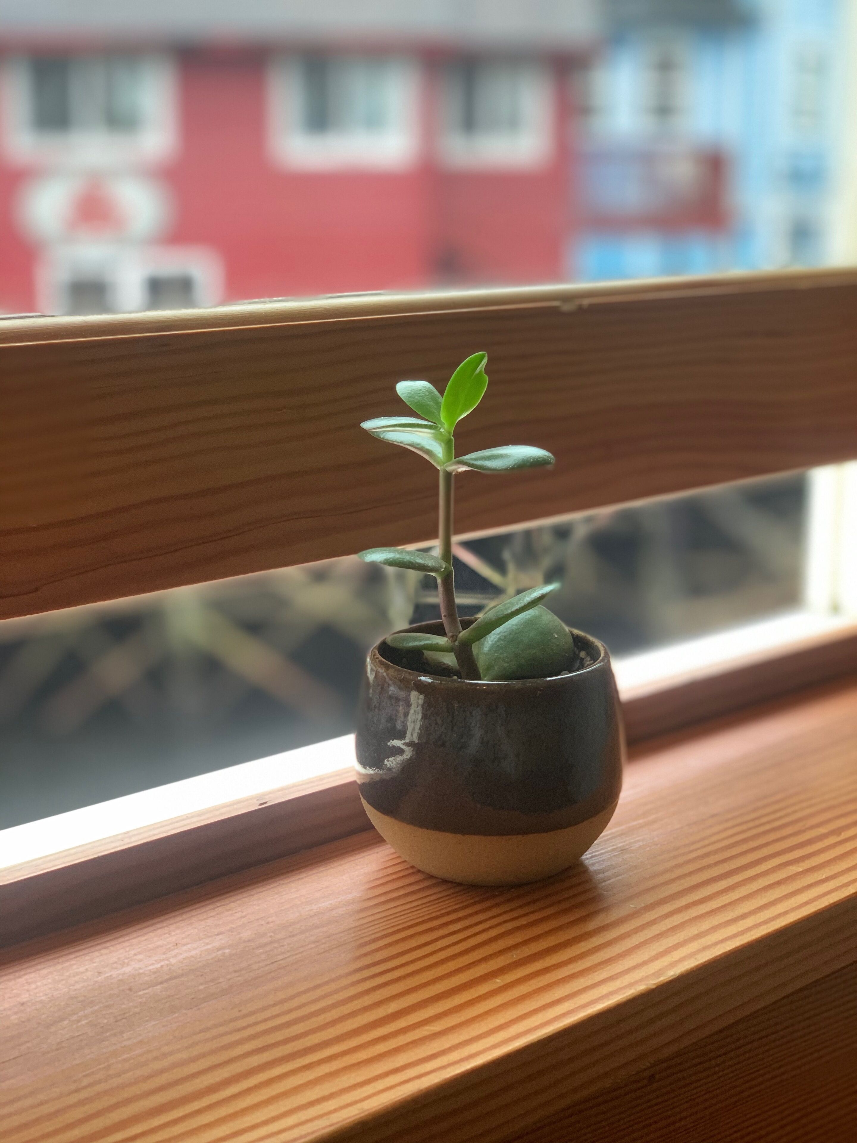 A small potted plant on a wooden window sill with a view of buildings outside.