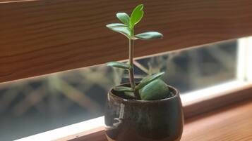 A small potted plant on a wooden window sill with a view of buildings outside.