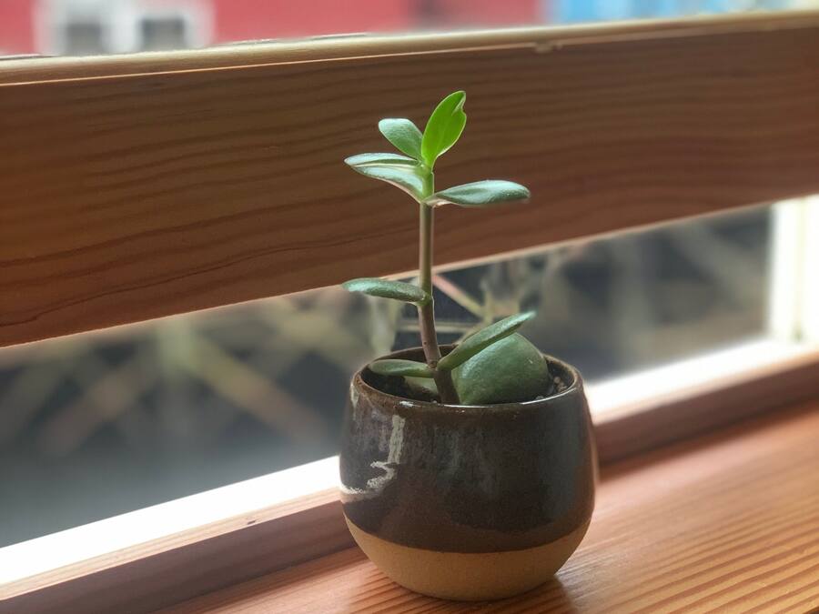 A small potted plant on a wooden window sill with a view of buildings outside.