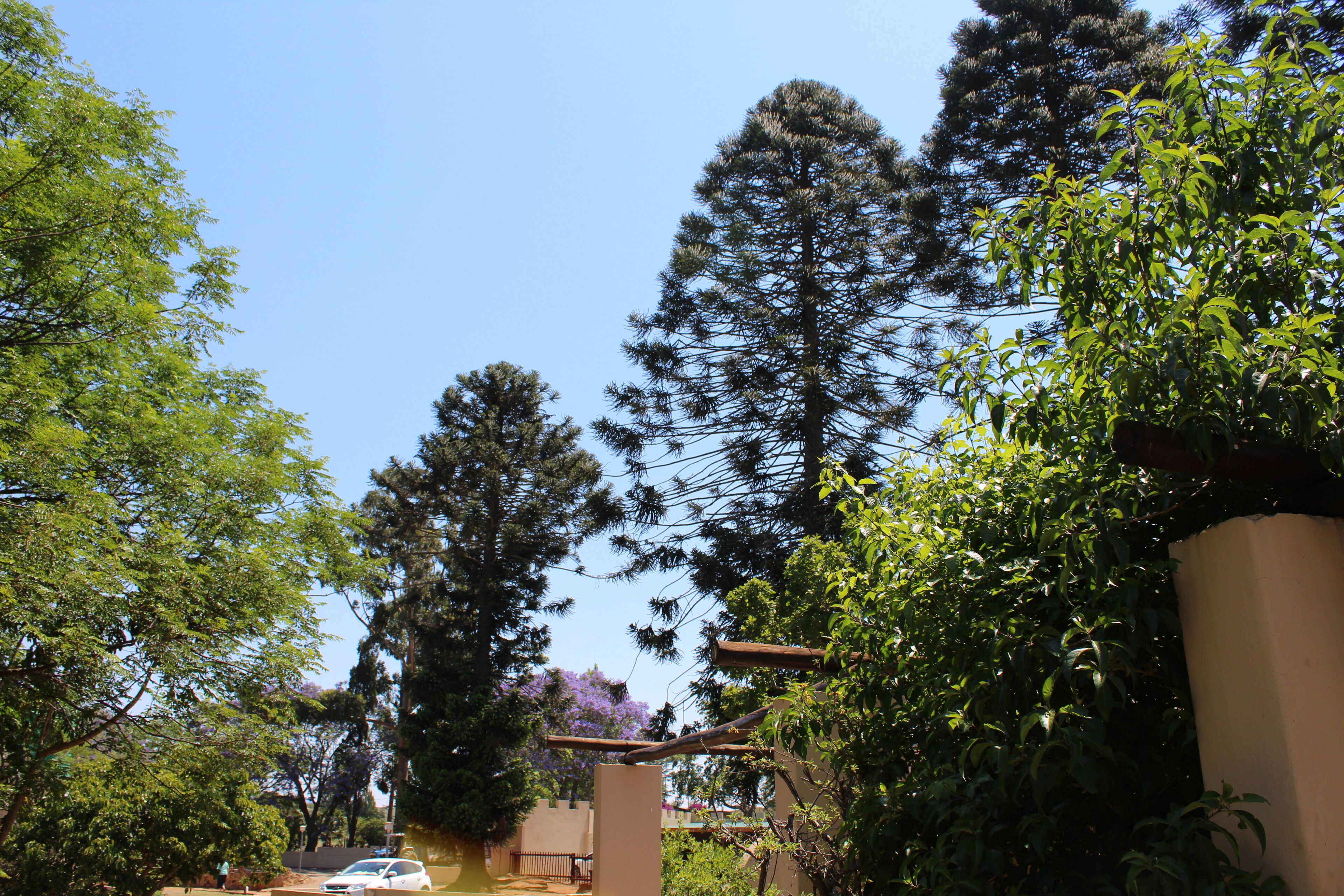 A residential area with tall trees, a car parked in the driveway, and a clear blue sky.