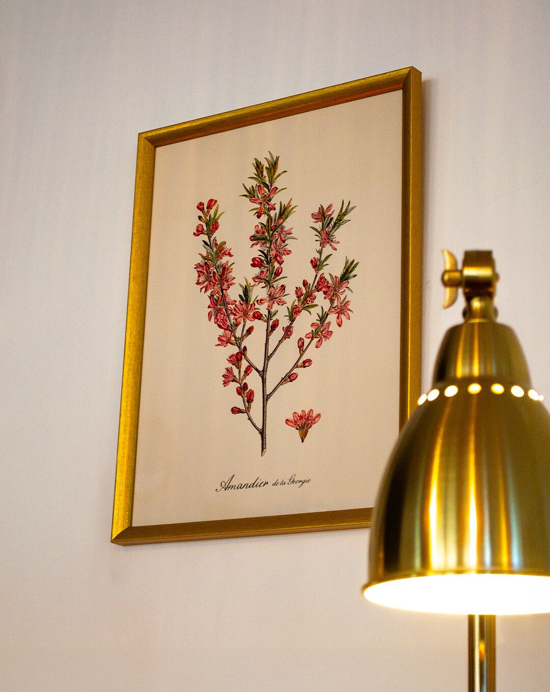 A framed botanical illustration of a flowering plant on a wall, with a brass lamp beside it.