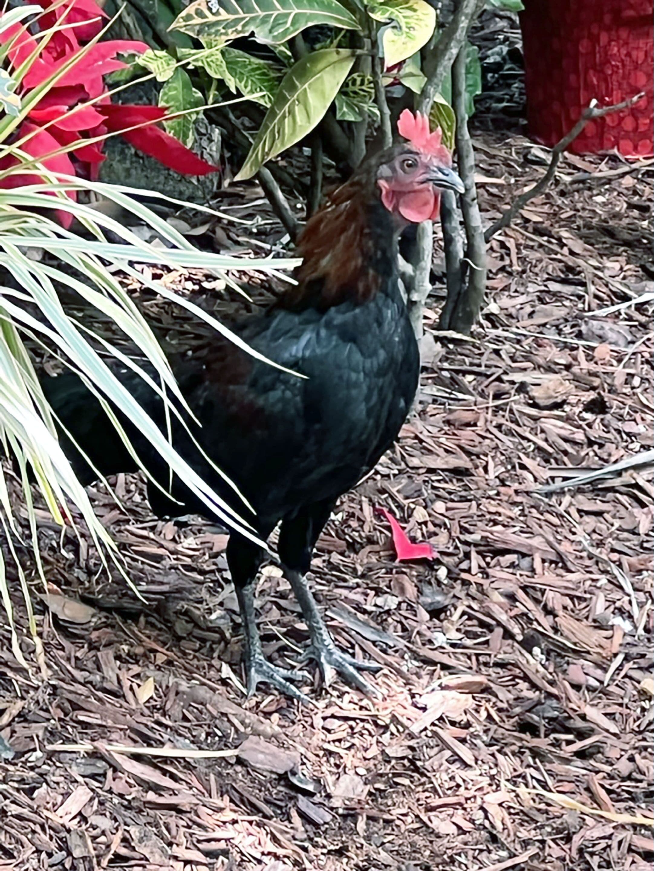 Foto - The Grand Guesthouse