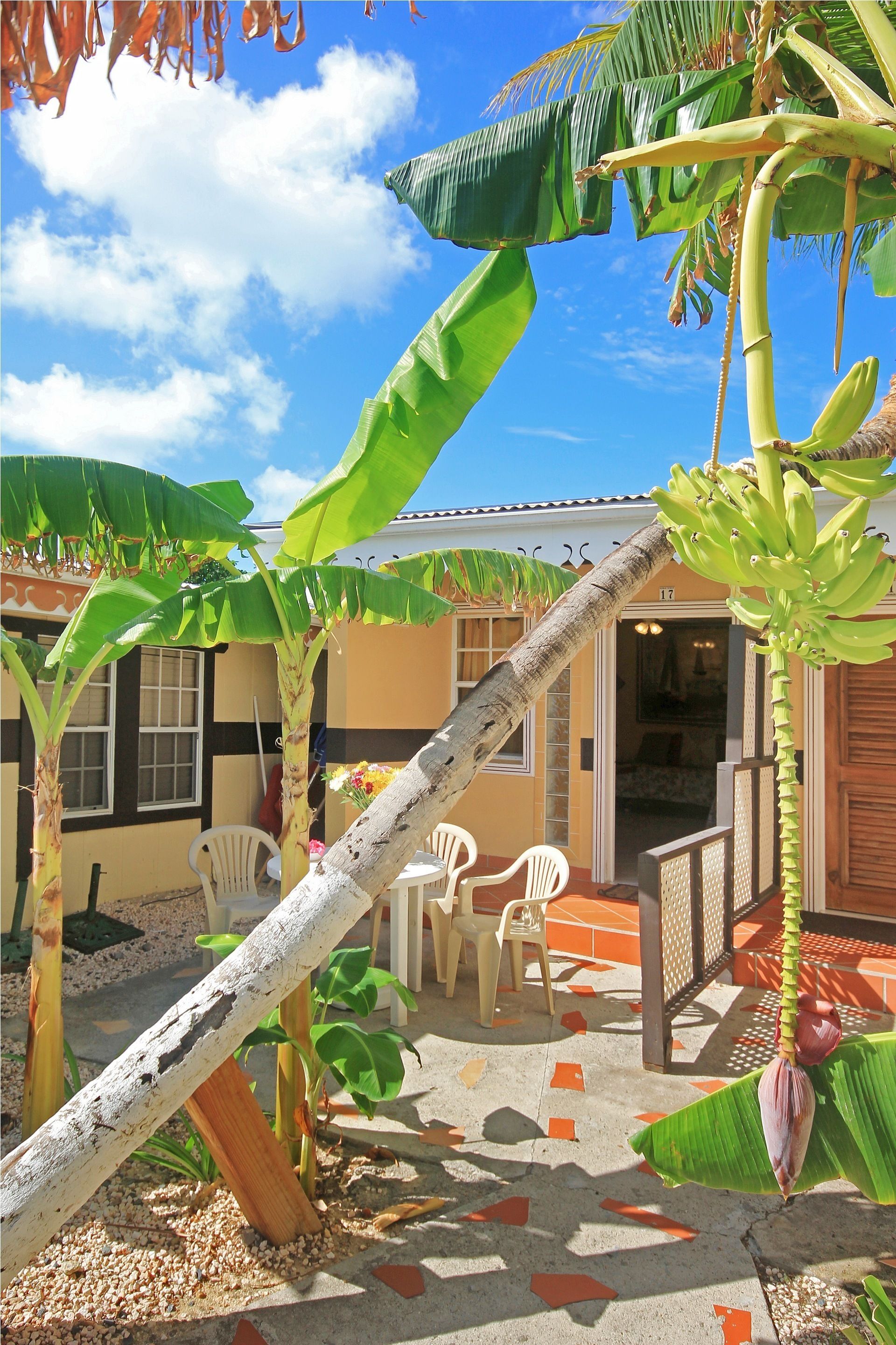 A courtyard with banana trees, white chairs, and a building with a tiled floor.