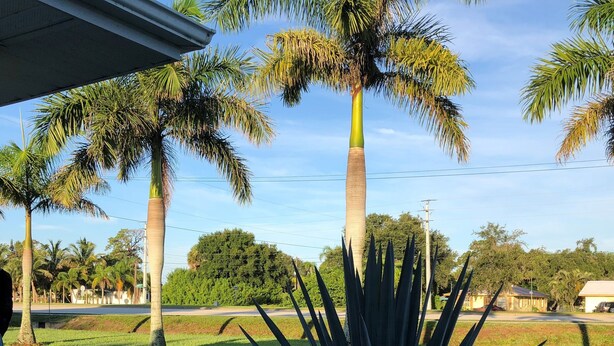 A view of a residential area with palm trees, a grassy lawn, and a road in the background. - Addys Villas (Nokomis)