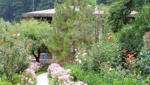 A garden with a pathway leading to a building with a stone roof. - Banon Resorts (Manali)