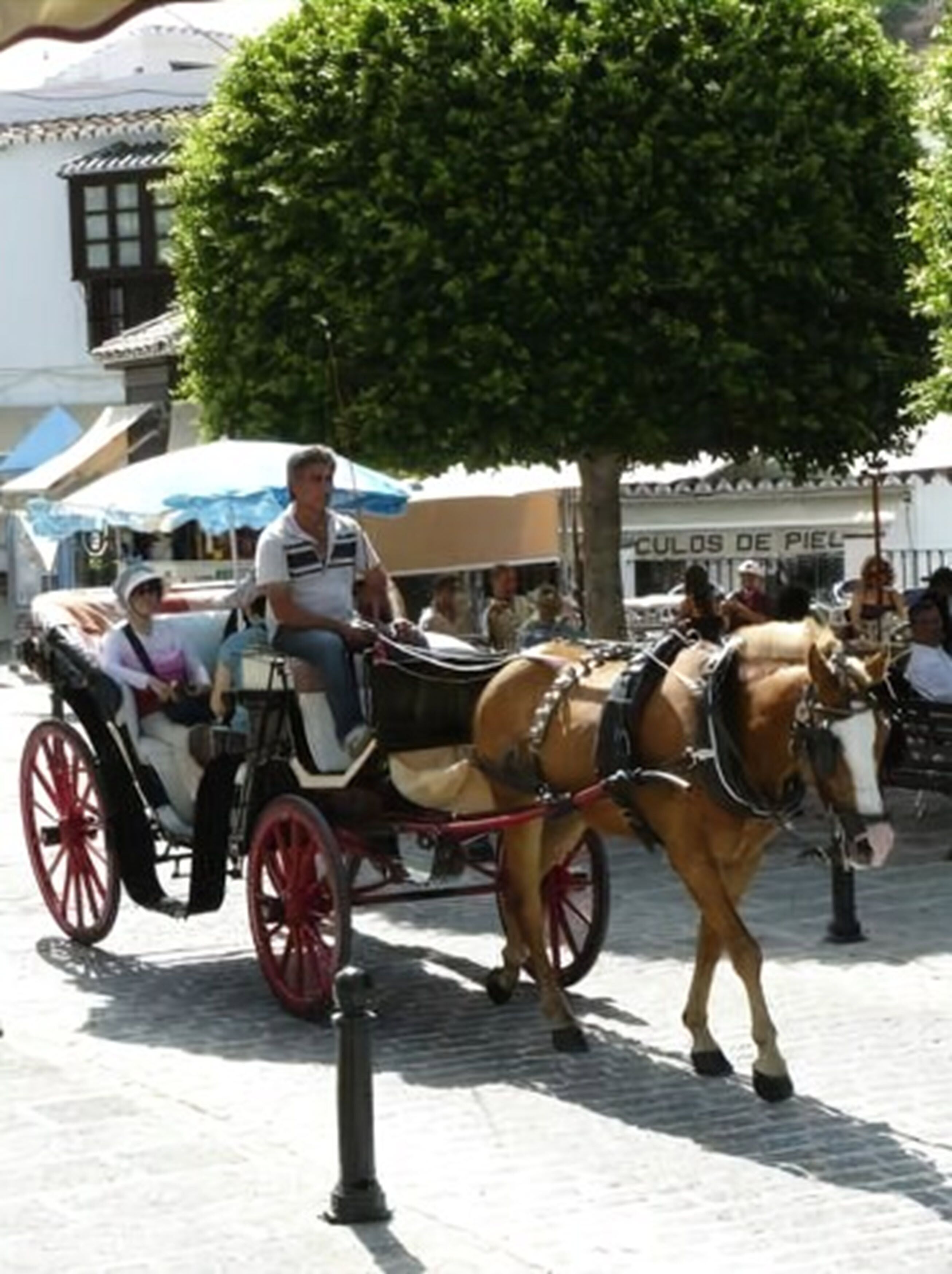 Une calèche tirée par des chevaux transportant des passagers, un arbre et un bâtiment avec une enseigne en arrière-plan.