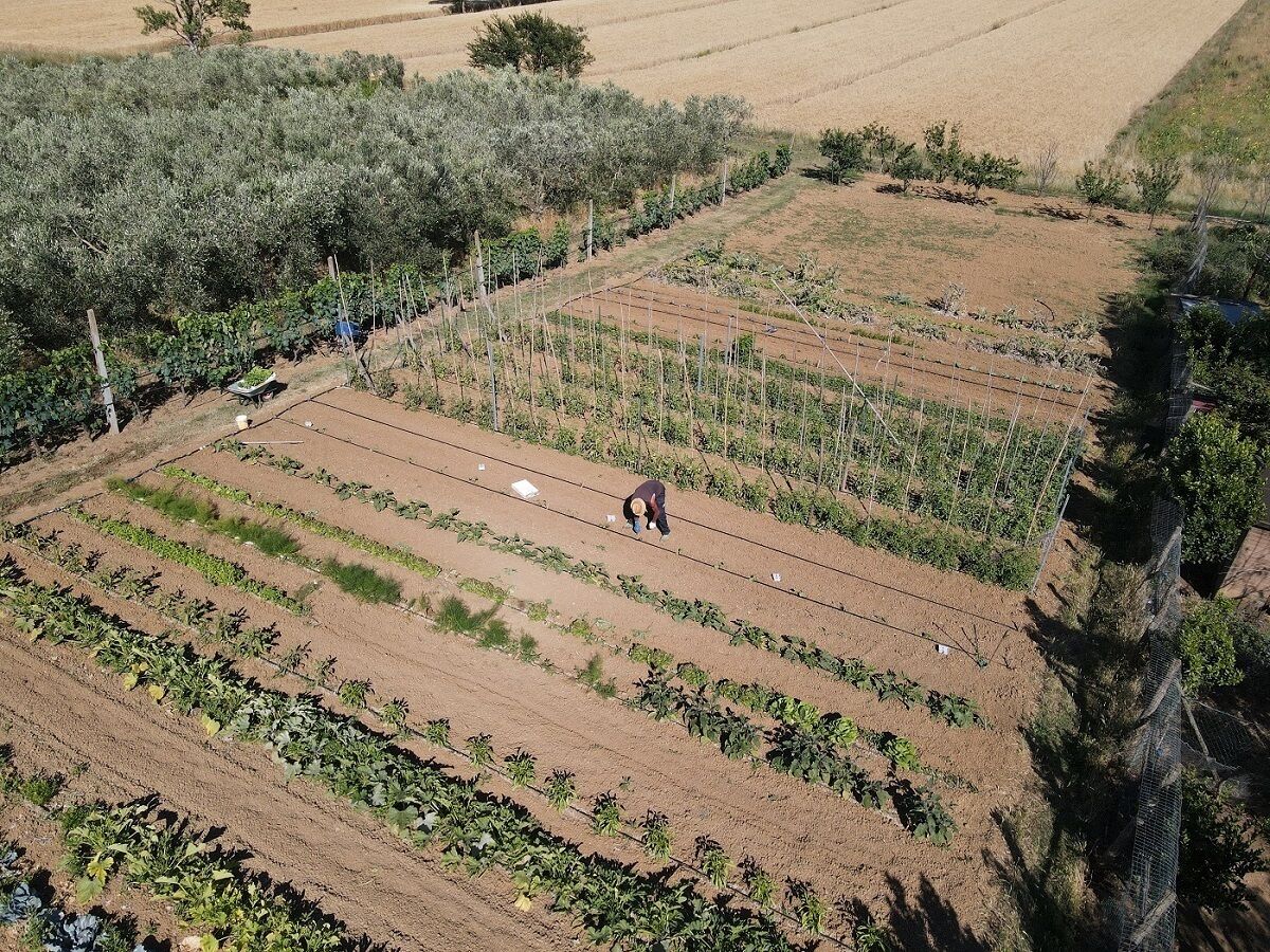 Vista aérea de una granja con filas de cultivos y una persona cuidando las plantas.