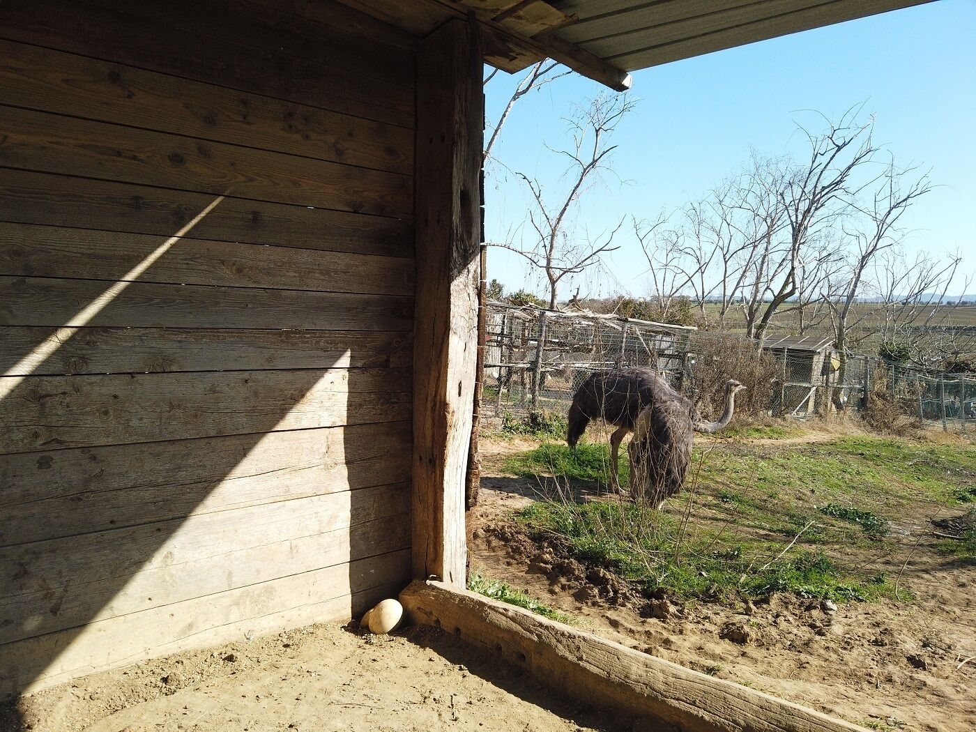 A wooden stable with a dirt floor and a metal gate.