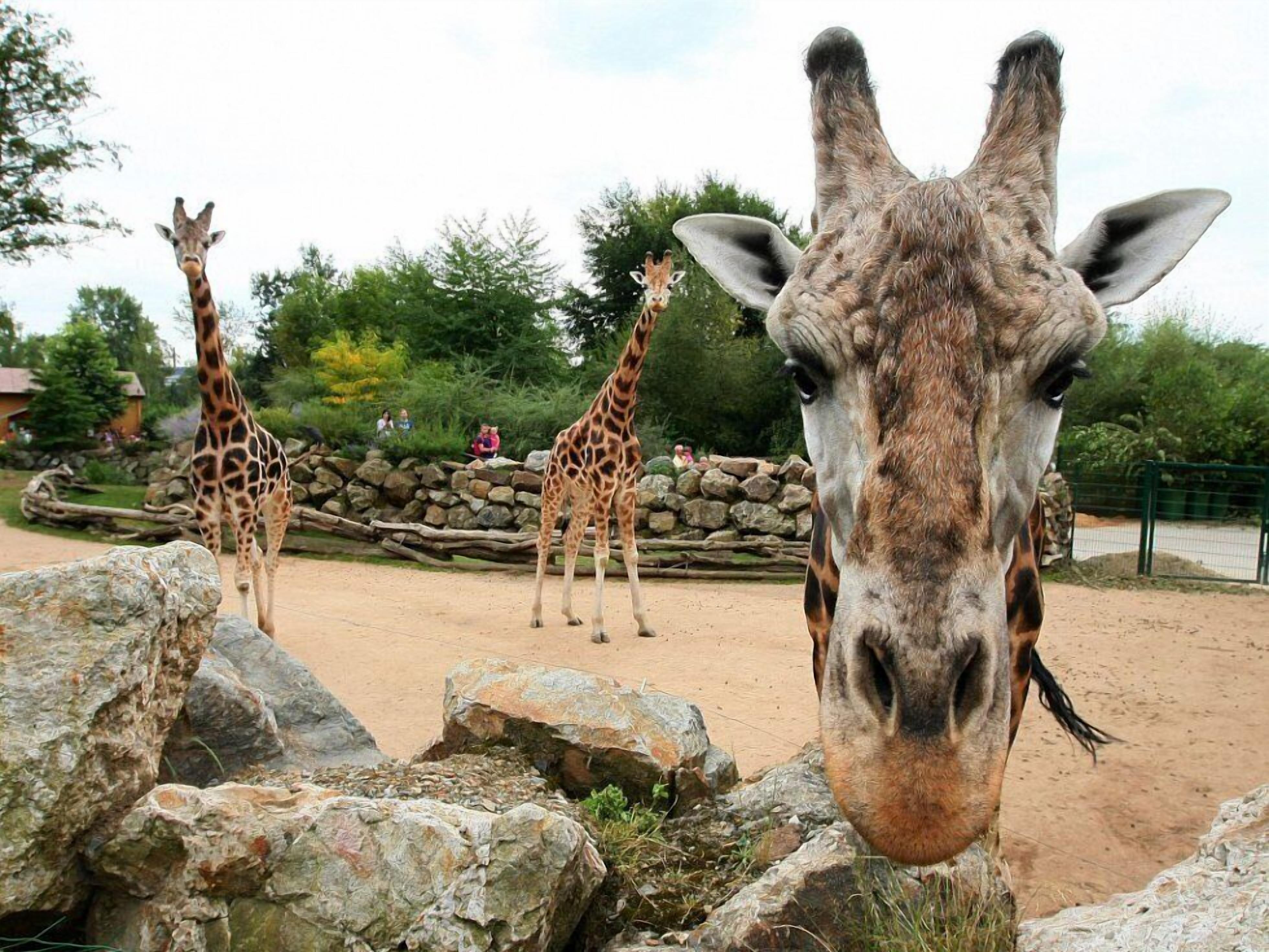 A giraffe enclosure with large rocks and a viewing area for visitors.