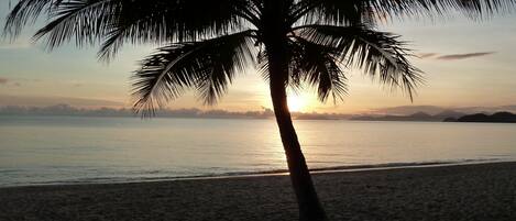 Une plage avec la silhouette d’un palmier se détachant sur un coucher de soleil.