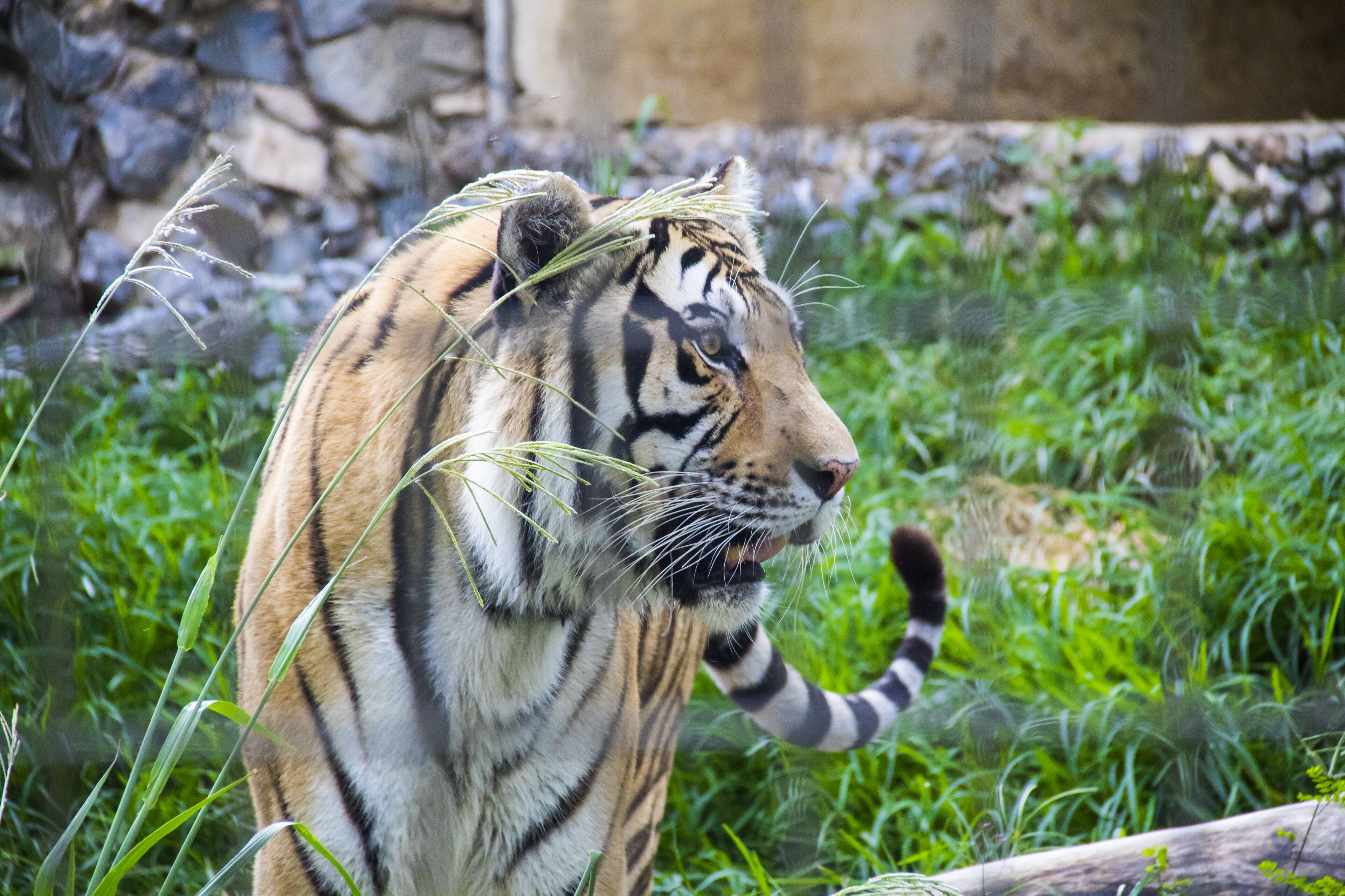 A tiger in a naturalistic enclosure with grass and rocks.