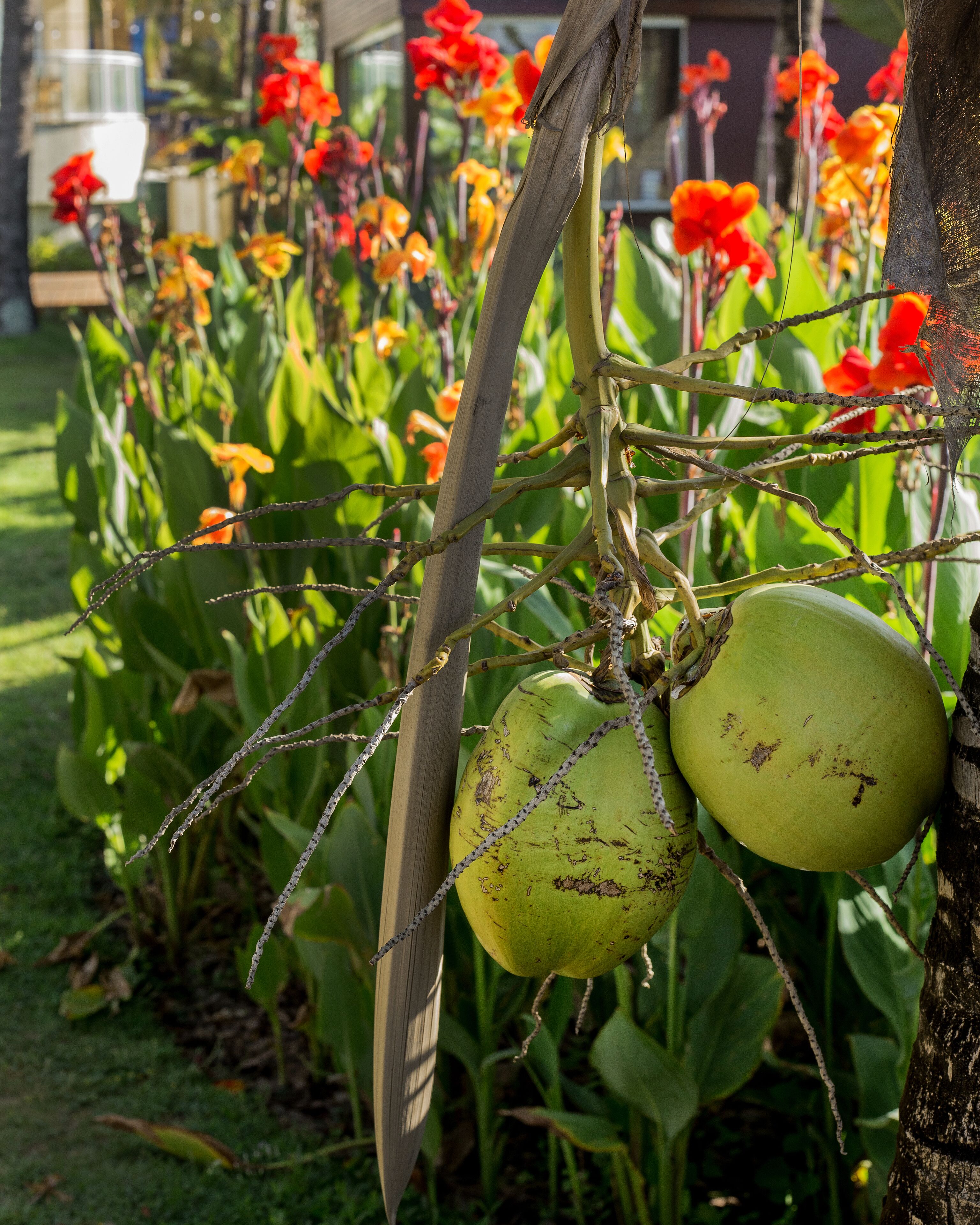 standard | garden view