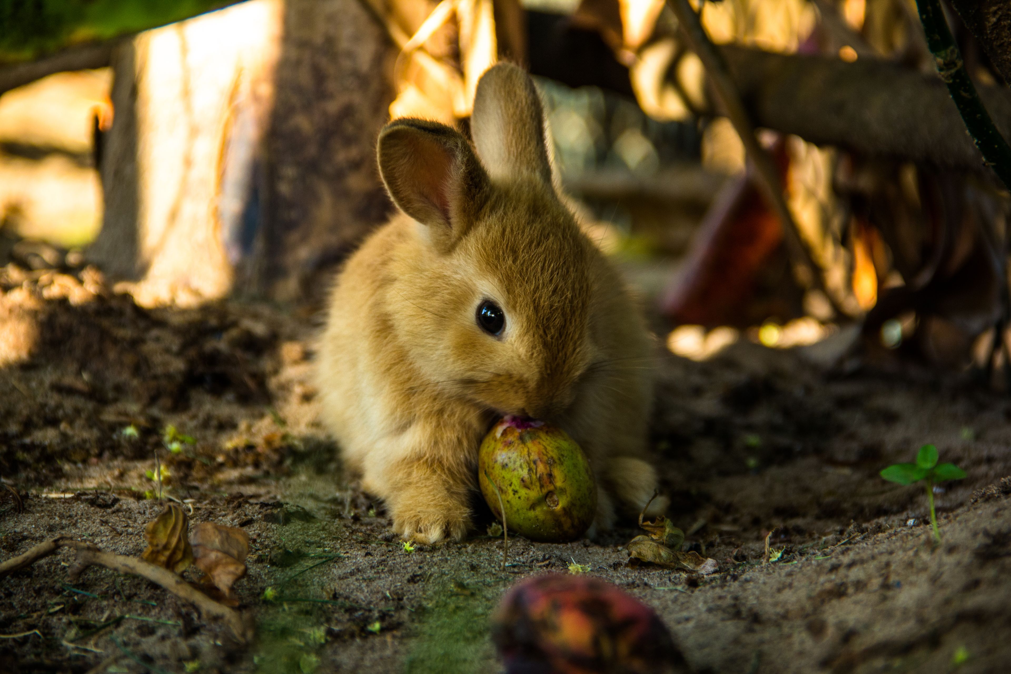Photo - Catussaba Resort Hotel