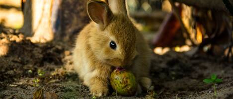 A rabbit eating an apple in a natural setting with trees and foliage in the background.