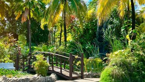 Un puente de madera sobre un sendero de piedra en un jardín tropical con palmeras y diversas plantas.