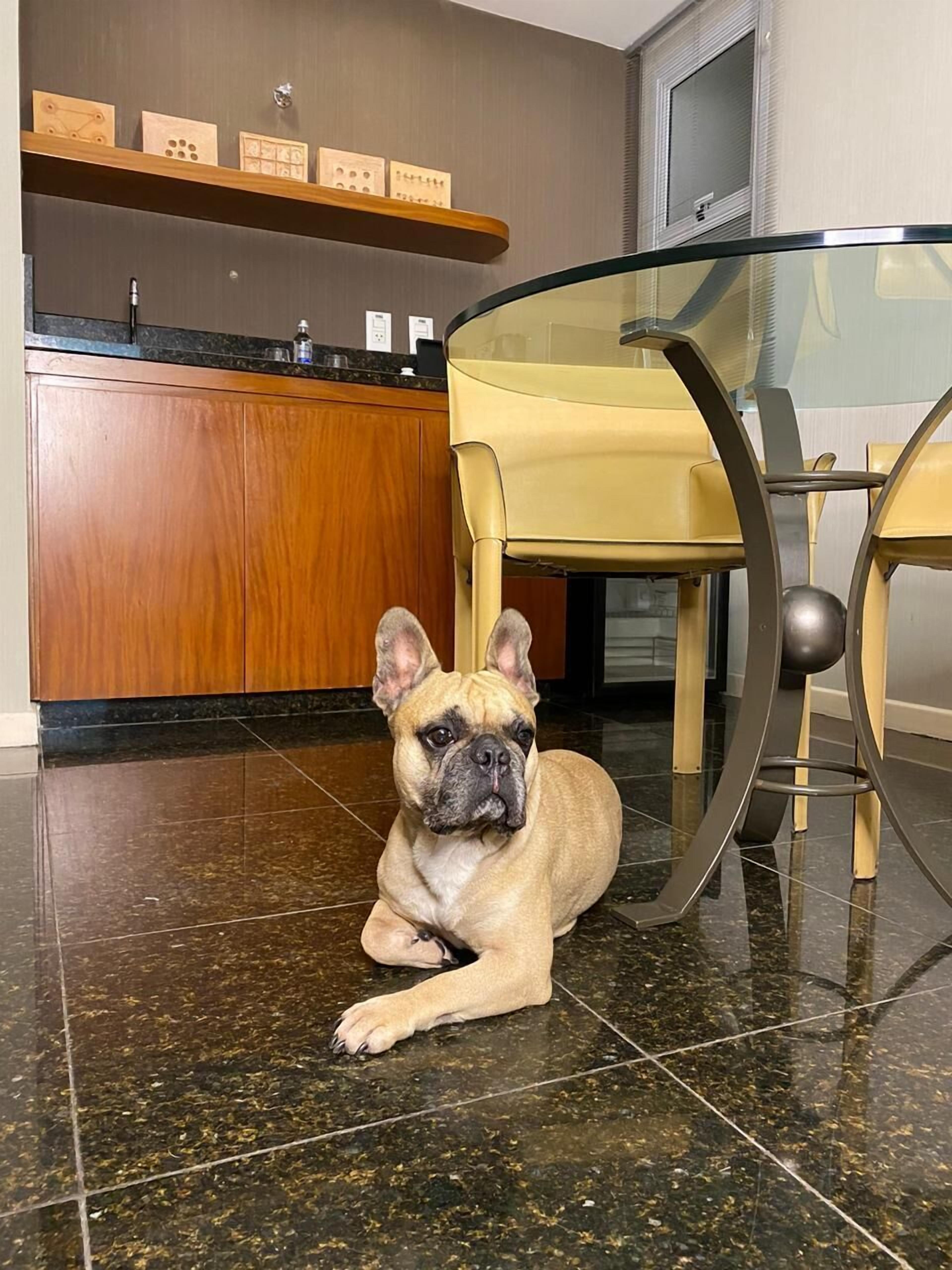 pet-friendly amenities