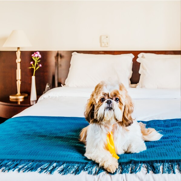 Junior Double Room, 1 Queen Bed