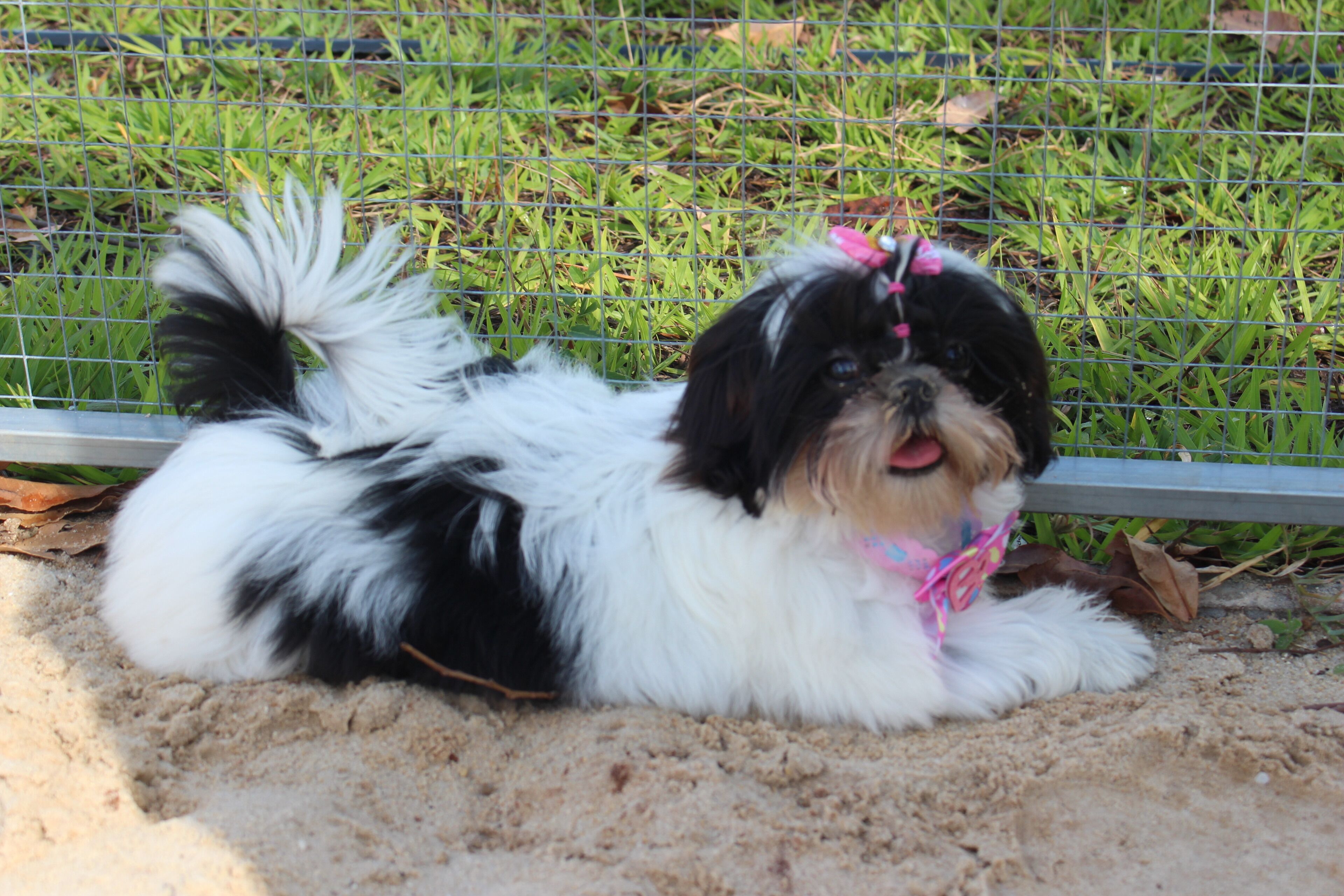Um pequeno cão preto e branco deitado na areia perto de uma cerca de metal.