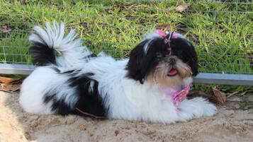 Um pequeno cão preto e branco deitado na areia perto de uma cerca de metal.
