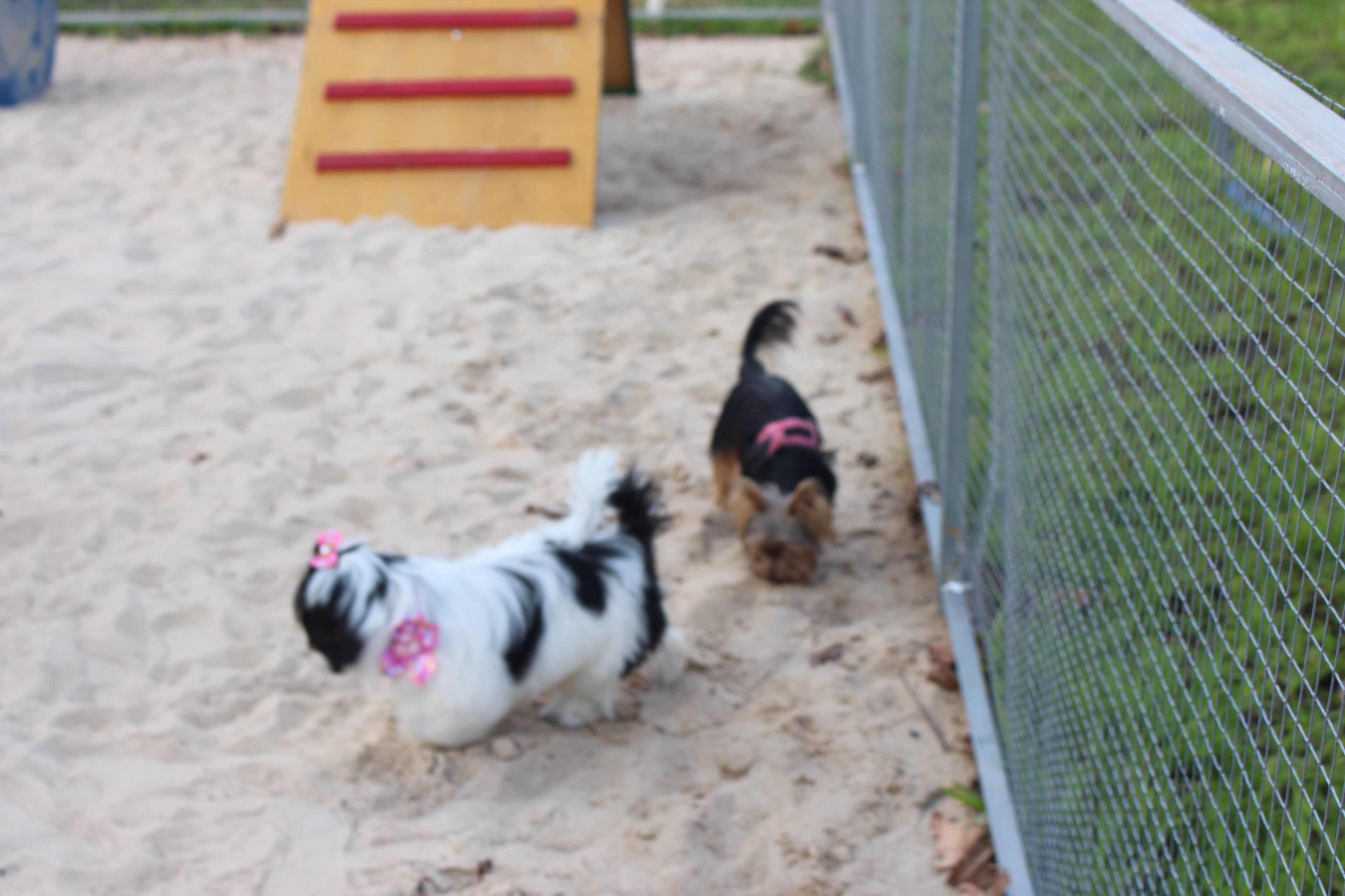 Two dogs on a sandy surface with a fence and a yellow structure in the background.